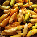 Sugar Rush Peach Sweet Pepper Seeds - 25+ Pack - Capsicum annuum - Non-GMO, Heirloom, USA Grown