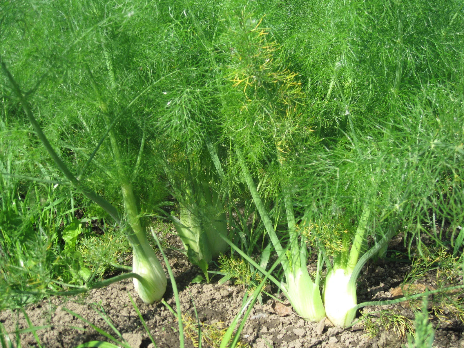 Florence Fennel Herb Seeds 50 Count Packet - Versatile Bulb & Leaf Edible Variety (Foeniculum vulgare var. dulce)