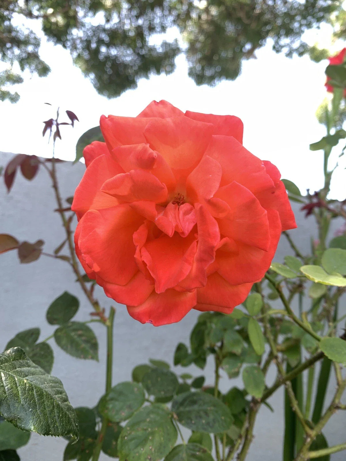Rose Cuttings 6 Inch Long Orange Fragrant Rosa spp., 5 Pack, No Roots