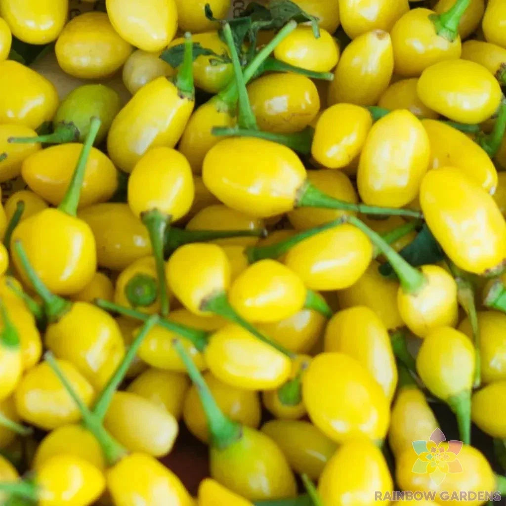 Cumari do Para Hot Pepper Seeds - 25+ Seeds for Garden Planting - Capsicum chinense - USA