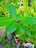 Tropical Almond Live Plant 7-12 Inch Terminalia catappa - Green Foliage, Indoor/Outdoor Tropical Tree