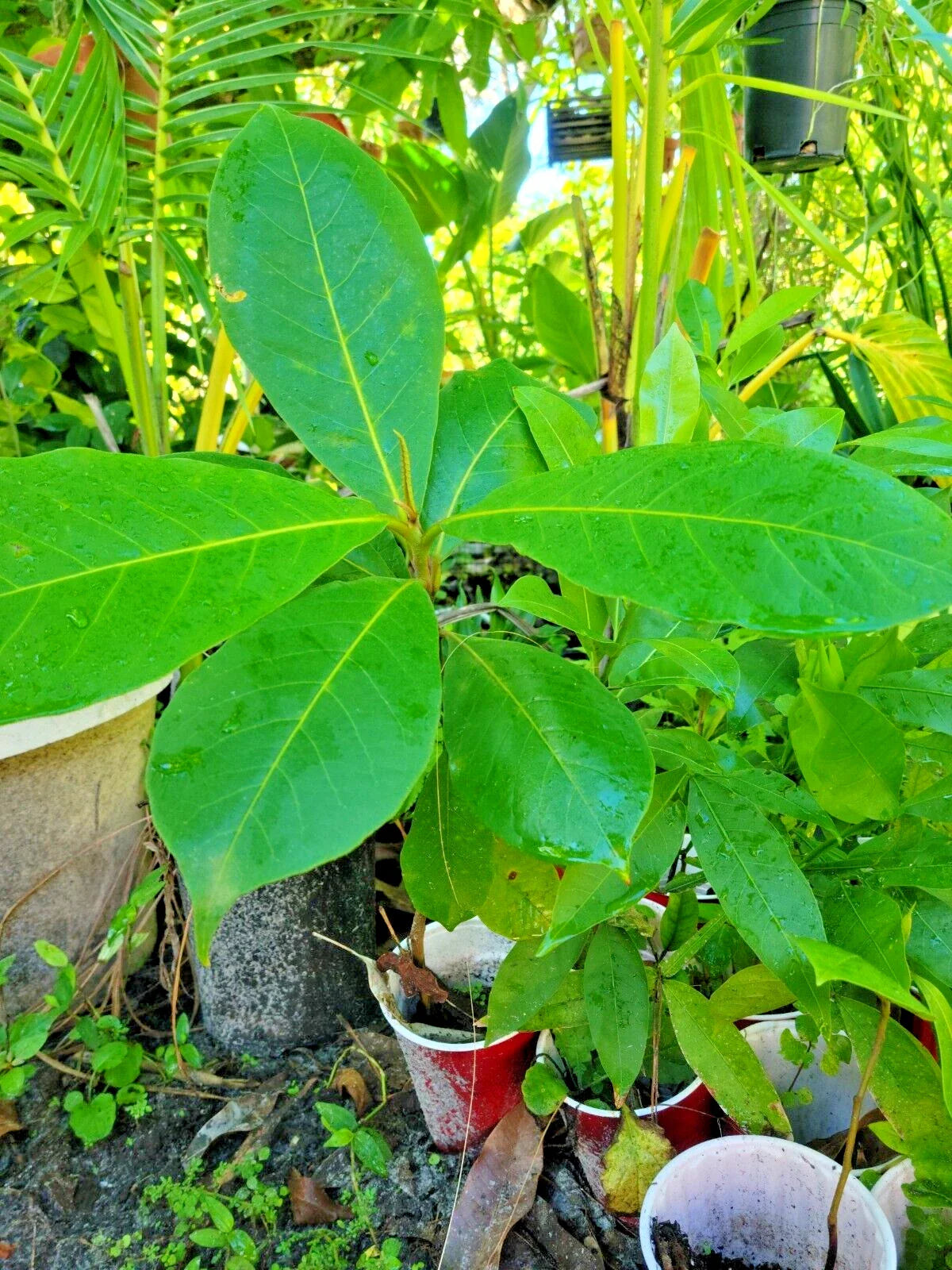 Tropical Almond Live Plant 7-12 Inch Terminalia catappa - Green Foliage, Indoor/Outdoor Tropical Tree