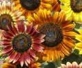 Sunflower Seeds 50+ Autumn Beauty Mix Annual - Helianthus annuus - Garden Attracts Bees & Birds