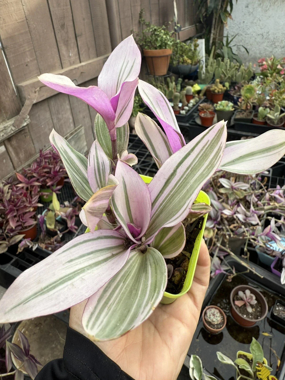 Trandescantia Nanouk Plant - Bubble Gum Variety - Colorful Indoor Houseplant - Easy Care Inch Plant