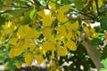 Golden Rain Tree Seeds - 20 Count - Koelreuteria paniculata - Yellow Flowering Ornamental Tree Seeds