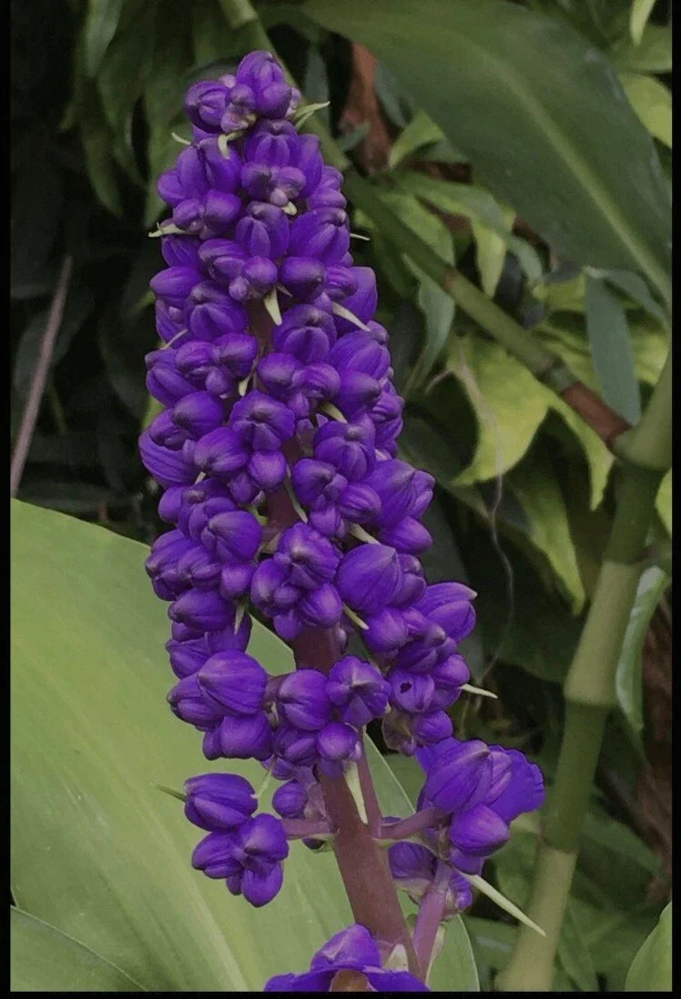 Hawaiian Blue Ginger Plant Roots 1 Pack - Dichorisandra thyrsiflora, Polu Variety, Tropical Garden Plant