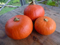 Organic Red Kuri Squash Seeds - 10 Count - Cucurbita pepo - USA Grown, Free Shipping
