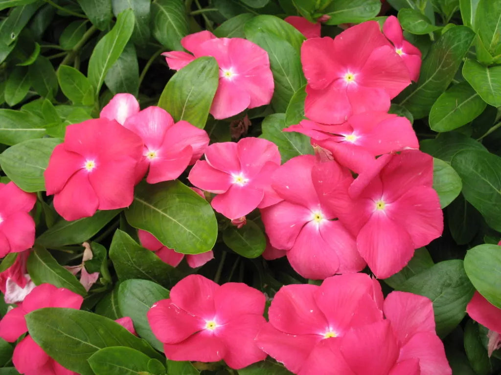 Vinca Seeds 100 Pack - Sunsplash Cherry GL - Catharanthus roseus - Non-California Shipping