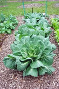 Collard Greens Seeds, Vates Heirloom, Non-GMO, 1000 Seeds, Brassica oleracea