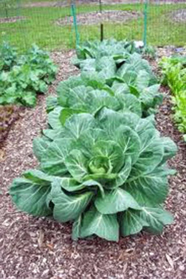 Collard Greens Seeds, Vates Heirloom, Non-GMO, 1000 Seeds, Brassica oleracea