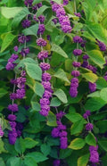 American Beauty Berry Bush Cuttings - 5+ Live Fresh Cuttings for Propagation - Callicarpa americana