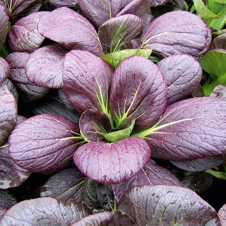 Pak Choi Seeds - 20 Non-GMO Red Tatsoi Seeds - Brassica rapa - Hybrid Cabbage Variety for Stir-Fries and Salads