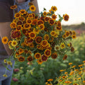 Persian Carpet Zinnia Mix Seeds - 200 Organic Seeds - Colorful Annual Flowers - Zinnia elegans - USA Grown, Ships Free
