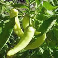 Sweet Banana Pepper Seeds, Heirloom, Non-GMO, 500 Seeds - Capsicum annuum