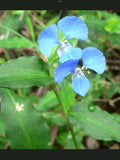 Blue Wandering Jew Day Lily Plant - 5 Fresh Bare Rooted Plants - Tradescantia zebrina
