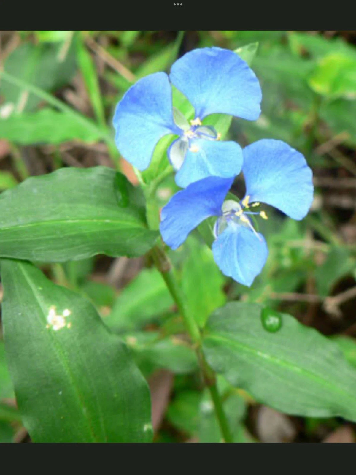Blue Wandering Jew Day Lily Plant - 5 Fresh Bare Rooted Plants - Tradescantia zebrina