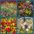 Wildflower Mix Seeds 500+ Heirloom Perennials & Annuals for Hummingbirds | Non-GMO Wildflower Seeds