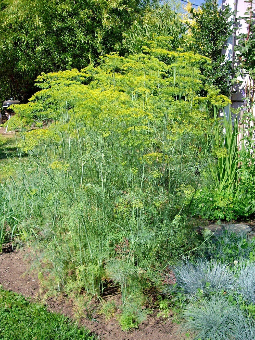 MAMMOTH Long Island Dill Seeds - 300+ Count - Culinary & Medicinal Herb for Garden & Containers - Anethum graveolens