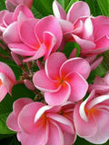 Pink Plumeria Seeds - 5 Pack - Hawaiian Flower Lei - Perennial Plants - Frangipani (Plumeria)