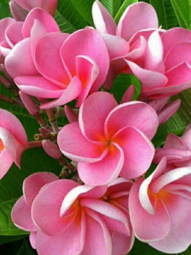 Pink Plumeria Seeds - 5 Pack - Hawaiian Flower Lei - Perennial Plants - Frangipani (Plumeria)