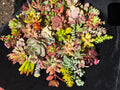 20 Fresh Organic Succulent Cuttings - Colorful Varieties - Healthy & Beautiful - Ideal for DIY Projects and Arrangements