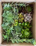 Fresh Organically Grown Succulent Cuttings Set of 15 Varieties - Perfect for Plant Lovers - Ideal for Home Decor, DIY Projects