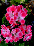 Geranium Live Plant 10" Tall Reddish Pink & Maroon Perennial in 3" Pot (Pelargonium)