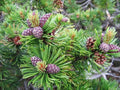 Dwarf Mugo Pine Tree Seeds - 30 Count - Pinus mugo pumilio - Fast Growing Evergreen Conifer
