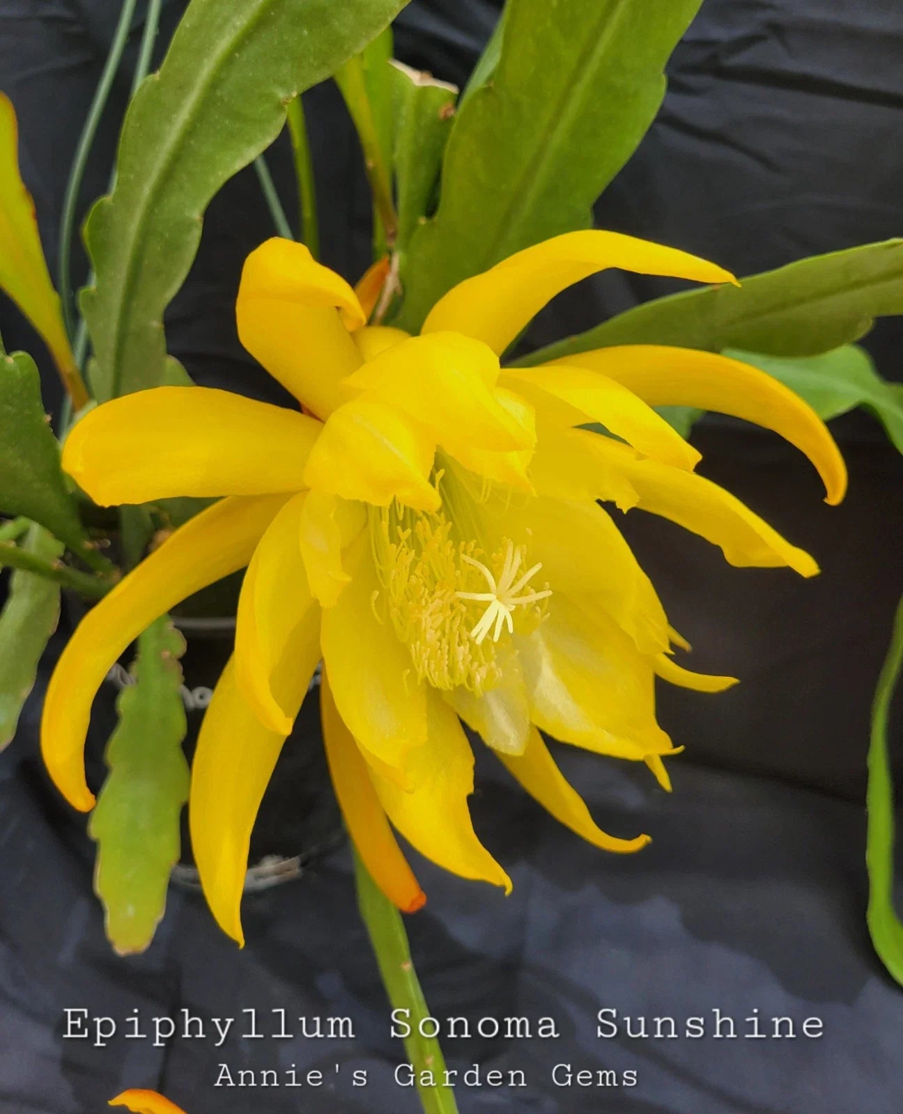 Epiphyllum Cuttings - 8-10 Inch Sonoma Sunshine - Unrooted Succulent (Epiphyllum)