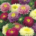 Powder Puff Aster Seeds - Rainbow Mix - 500+ Seeds - Chrysanthemum - Fresh Cut Flower Garden