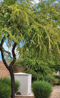 Twisted Acacia Huisachillo Tree Seeds - 20 Rare Seeds, Acacia Schaffneri, Drought-Tolerant, Native Plant Seeds