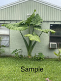 Giant Taro Plant Bare Root 20" Colocasia Elephant Ear Guaranteed Growth