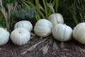 White Delight F1 Pumpkin Seeds - Fresh Heirloom Seeds for Planting - Organic Pumpkin Seeds - Cucurbita pepo