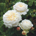 Tranquility Live Rose Cuttings - 5-8" Fresh Unrooted Stems - David Austin Rose (Rosa 'Tranquility')
