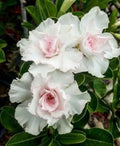 Double White Desert Rose Seeds - 4 Perennial Adenium Flower Seeds - US Seller