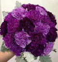 Purple Mix Carnation Seeds - 100 Perennial Flower Seeds - Dianthus Flowers for Garden Planting