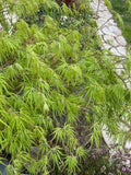 Dwarf Japanese Maple Tree Cuttings 6" for Rooting and Grafting - Acer palmatum
