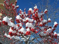 Winterberry Holly Shrub Seeds, Hardy & Showy, Ilex verticillata