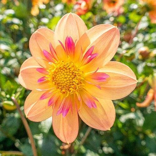 25 Kelsey Ann Dahlia Seeds - Perennial Flowering Blooms - Colorful Garden Plants - Dahlia pinnata