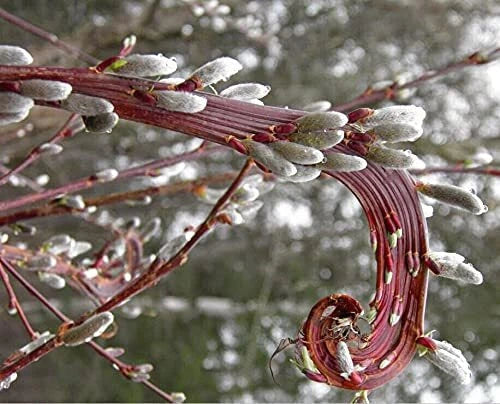 Rare Japanese Fantail Willow Cutting - Fasciated Stems, Curling Growth - Salix Matsudana 'Hakuro-nishiki'