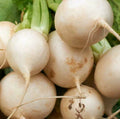 Shogoin Japanese Turnip Seeds | White Hakurei Asian Vegetable Seeds | Brassica rapa 2025