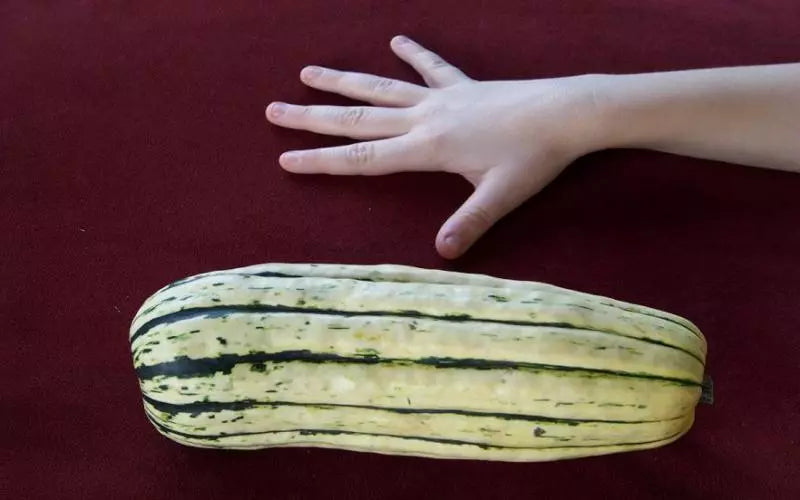 Delicata Sweet Potato Squash Seeds - 35 Pack - Heirloom Variety - GroCo US USA