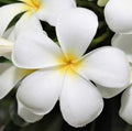 Plumeria Live Cuttings 6” White Fragrant Flower Plant Shrub - Perfect for Weddings - Plumeria spp.