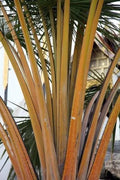 Golden Palm Tree Seeds - 10 Pack for Planting - Corypha utan, Buri Palm
