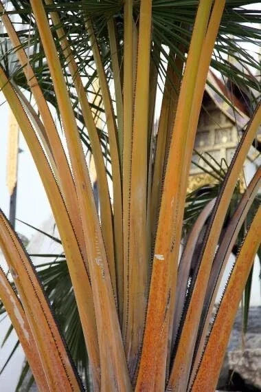 Golden Palm Tree Seeds - 10 Pack for Planting - Corypha utan, Buri Palm