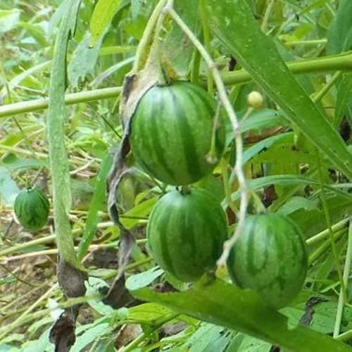Tzimbalo Fruit Bush Seeds - 10 Rare Seeds - Solanum caripense - Tropical Edible Plant Seeds for Gardening