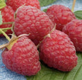 Red Raspberry Plants - Five Bare Root Live Plants - Rubus idaeus - Grow Your Own Fresh Fruit