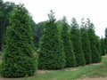 Green Giant Arborvitae Thuja Standishii Plicata Live Starter Plants Set of 2