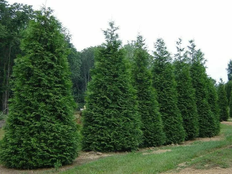 Green Giant Arborvitae Thuja Standishii Plicata Live Starter Plants Set of 2
