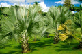 Mexican Fan Palm Tree Seeds 15 Pack Washingtonia Robusta Premium Quality